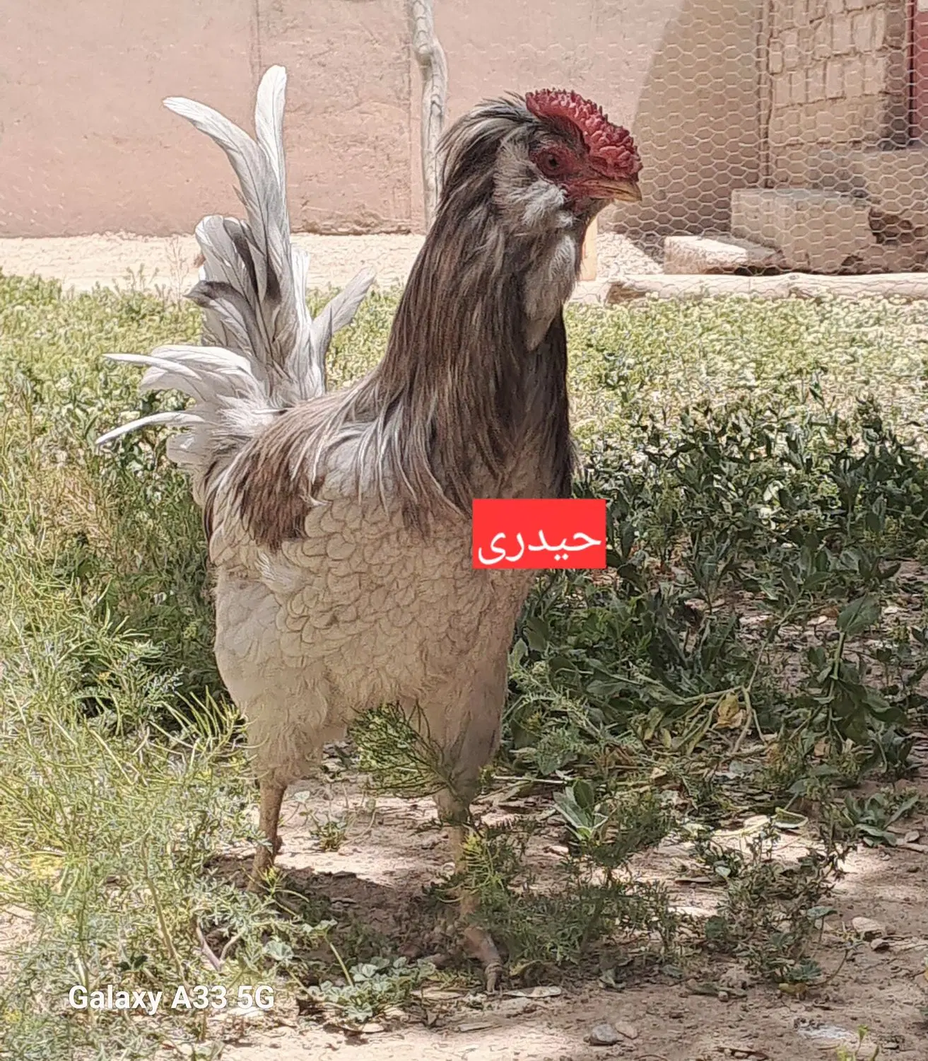 گلین|حیوانات مزرعه|اصفهان, قلعه طبره|دیوار