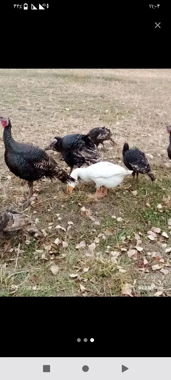 برای‌چله.بوگلمو|حیوانات مزرعه|ماکو, |دیوار