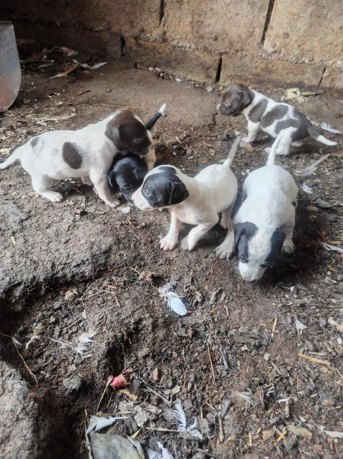 توله سگ|سگ|دلند, |دیوار