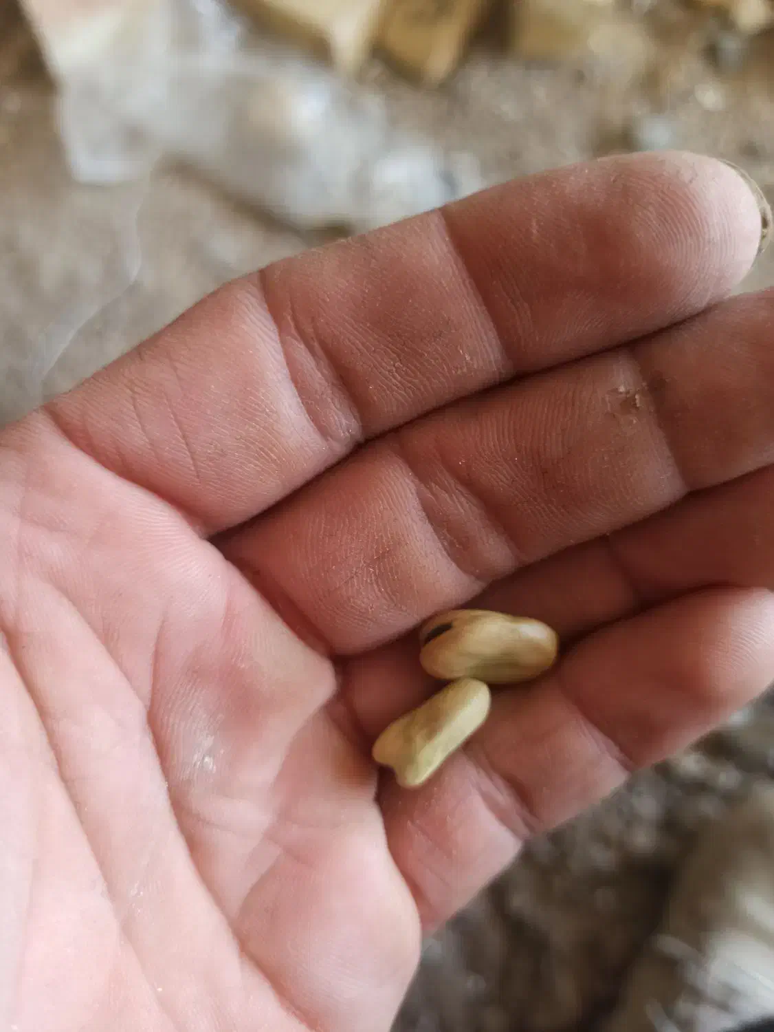 باقالی درجه یک|خوردنی و آشامیدنی|هریس, |دیوار