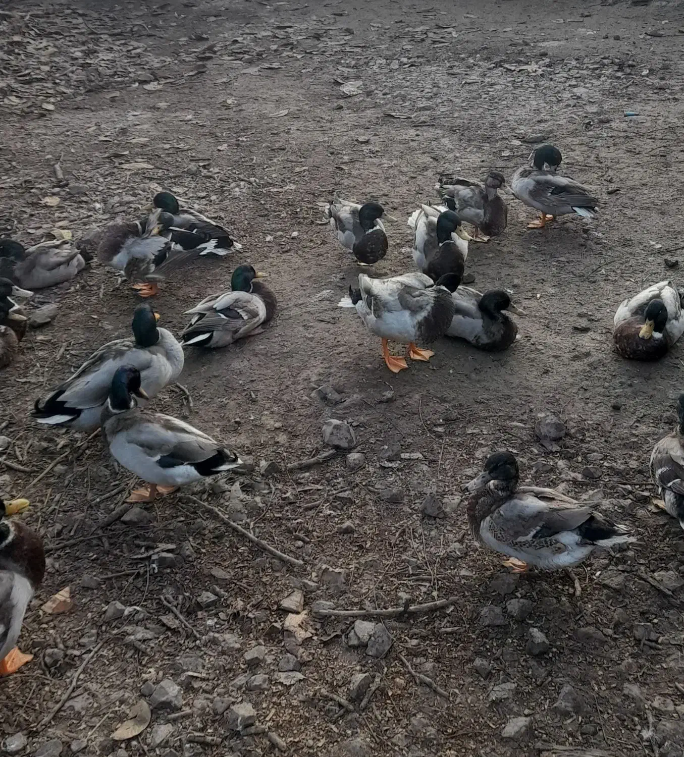 فروش اردک|حیوانات مزرعه|فومن, |دیوار