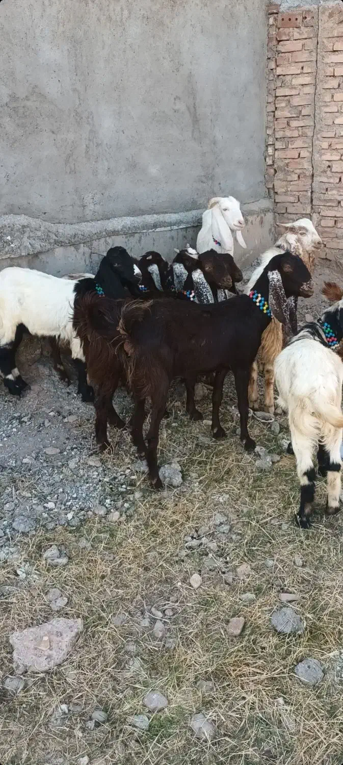 ۹ عدد بزغاله ماده دوقلو وسه قلو جنس خوب|حیوانات مزرعه|خواجه, |دیوار