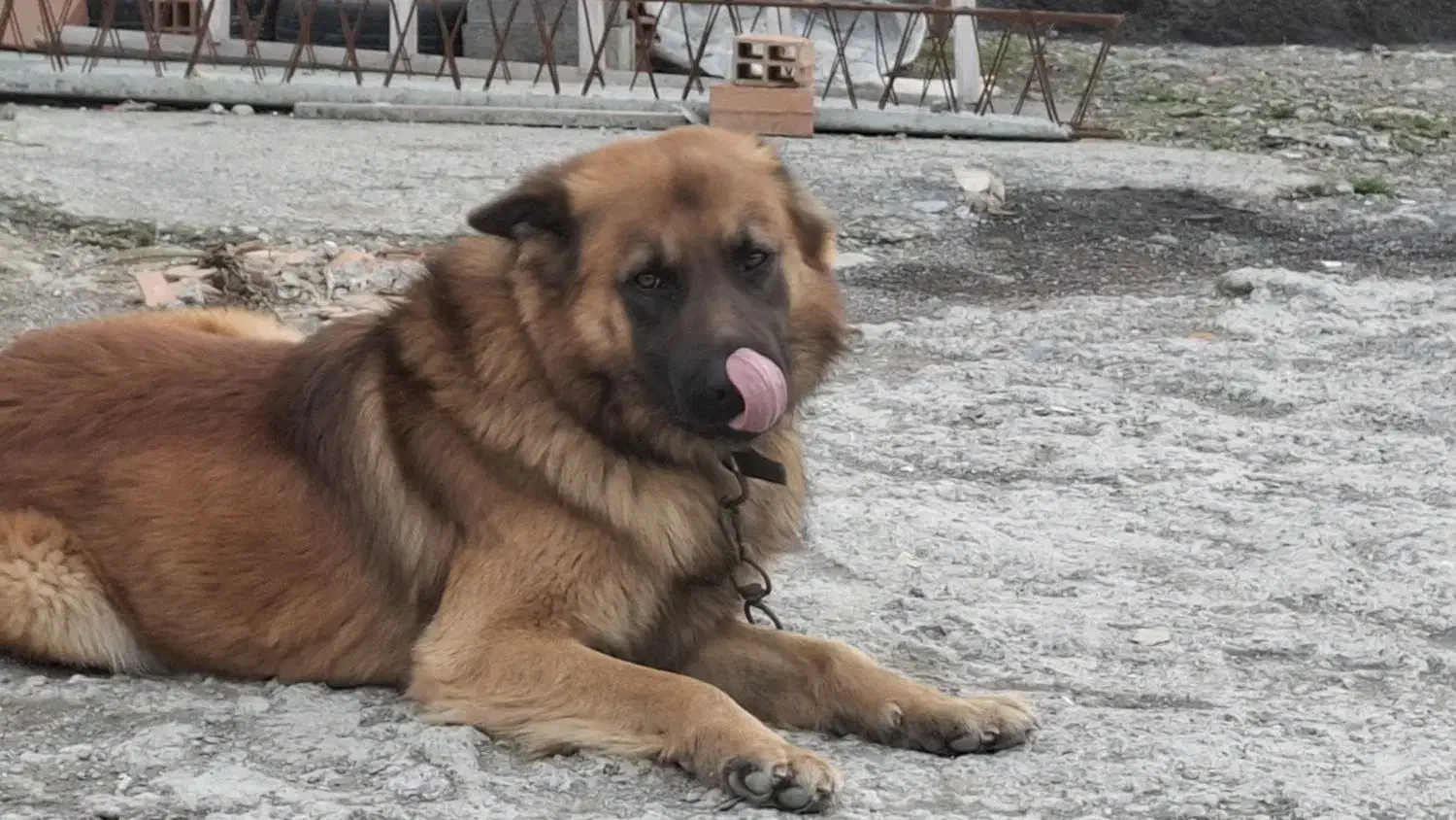 واگذاری سگ ژرمن نر نگهبان فوق العاده|سگ|نوشهر, |دیوار