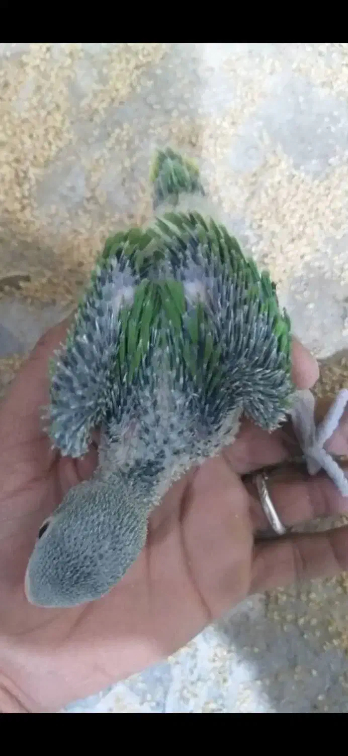 جوجه طوطی ملنگو فروشی|پرنده|بیکاه, |دیوار