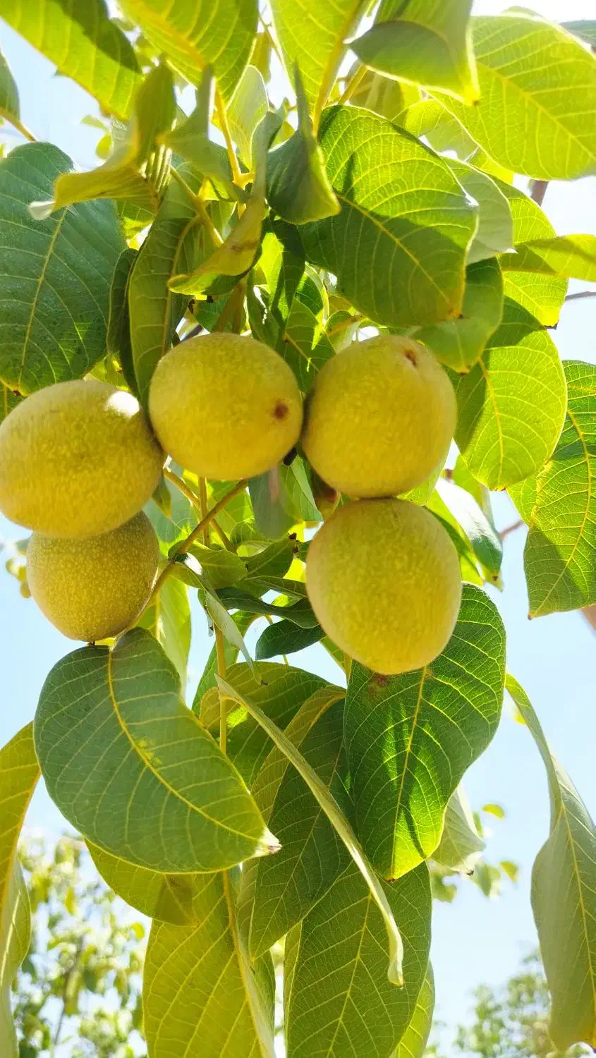 فروش باغ و باغچه|فروش زمین و ملک کلنگی|شاهین‌شهر, ۹ دی|دیوار