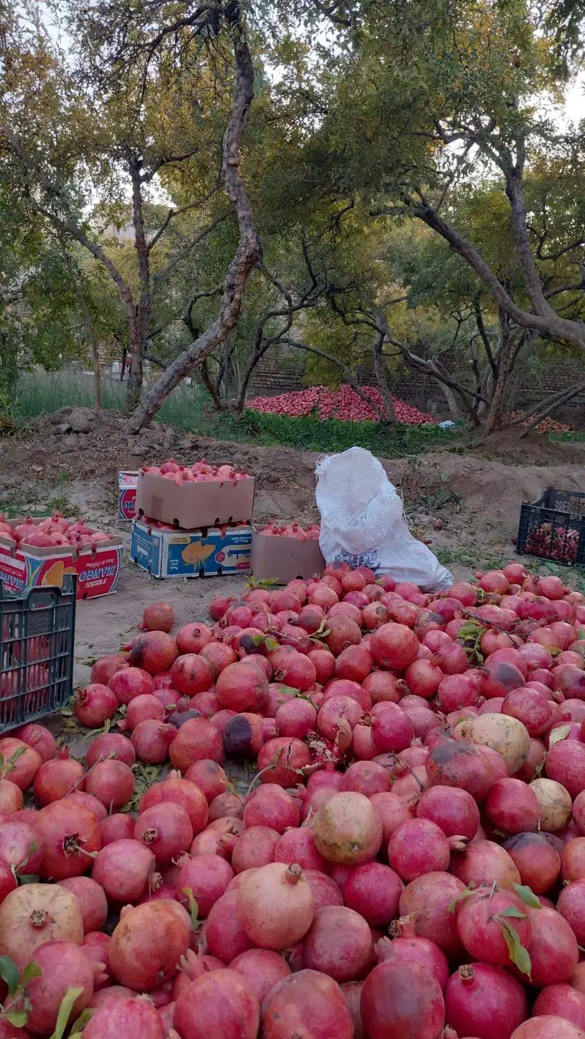 باغبانی وتمیز کاری باغات|خدمات باغبانی و درختکاری|یزد, |دیوار