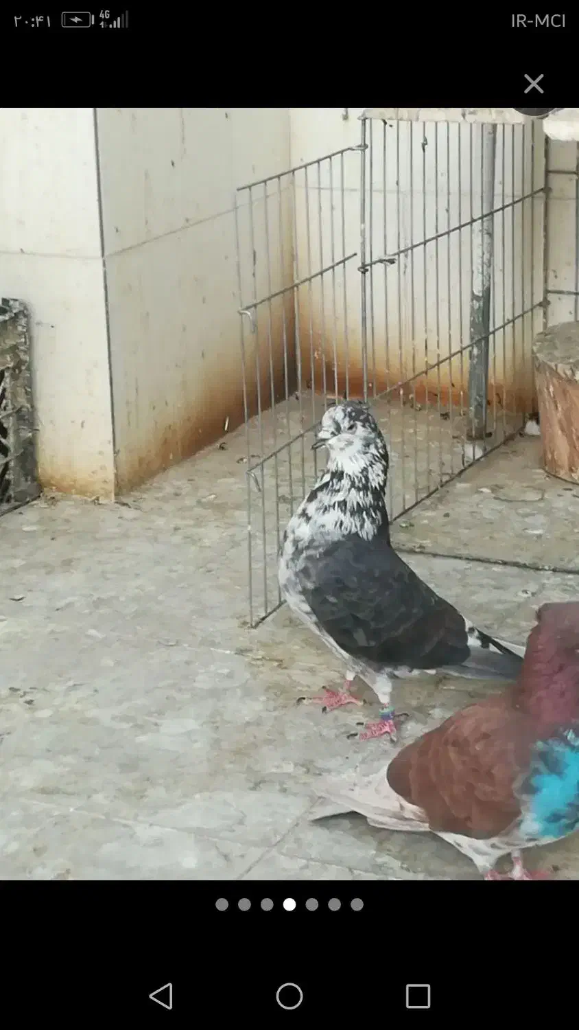 کفتر پرشی|پرنده|سیرجان, |دیوار