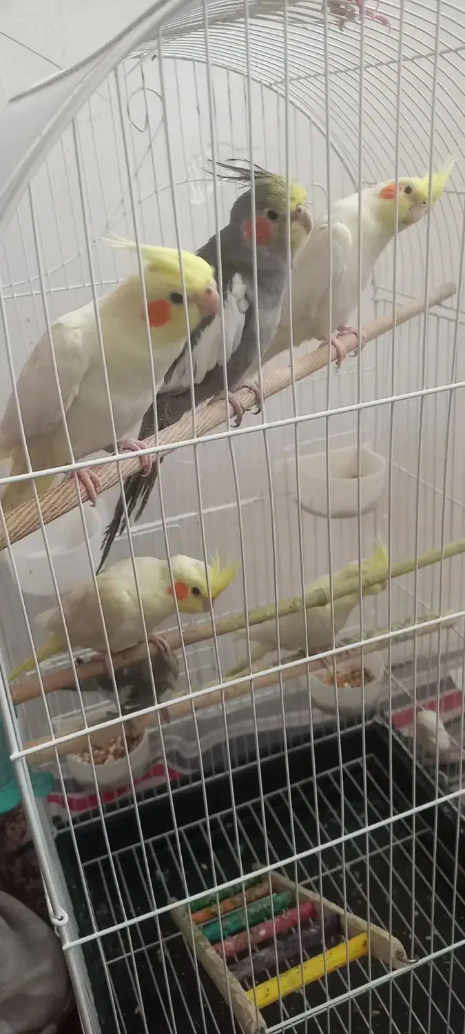 عروس هلندی|پرنده|رشت, حمیدیان|دیوار