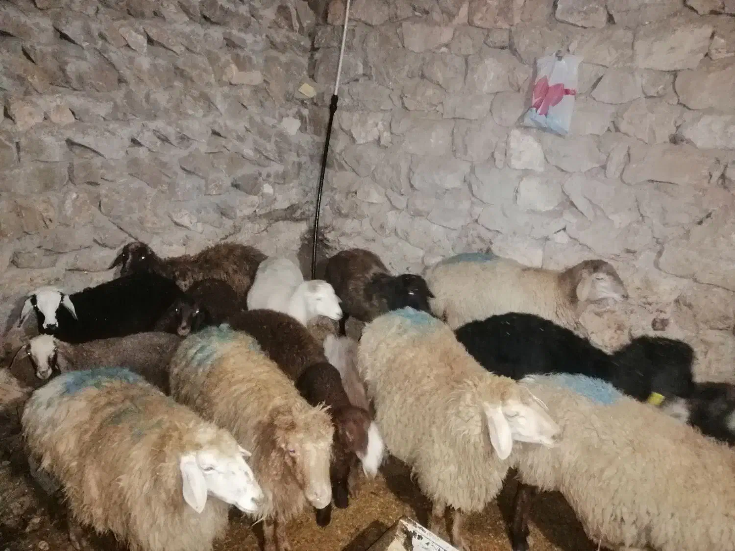 گوسفند|حیوانات مزرعه|گرمخان, |دیوار