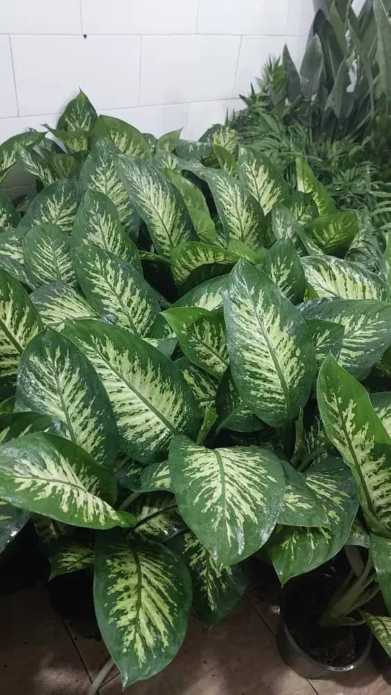 بار گل رسید|گل و گیاه طبیعی|بندر ماهشهر, |دیوار