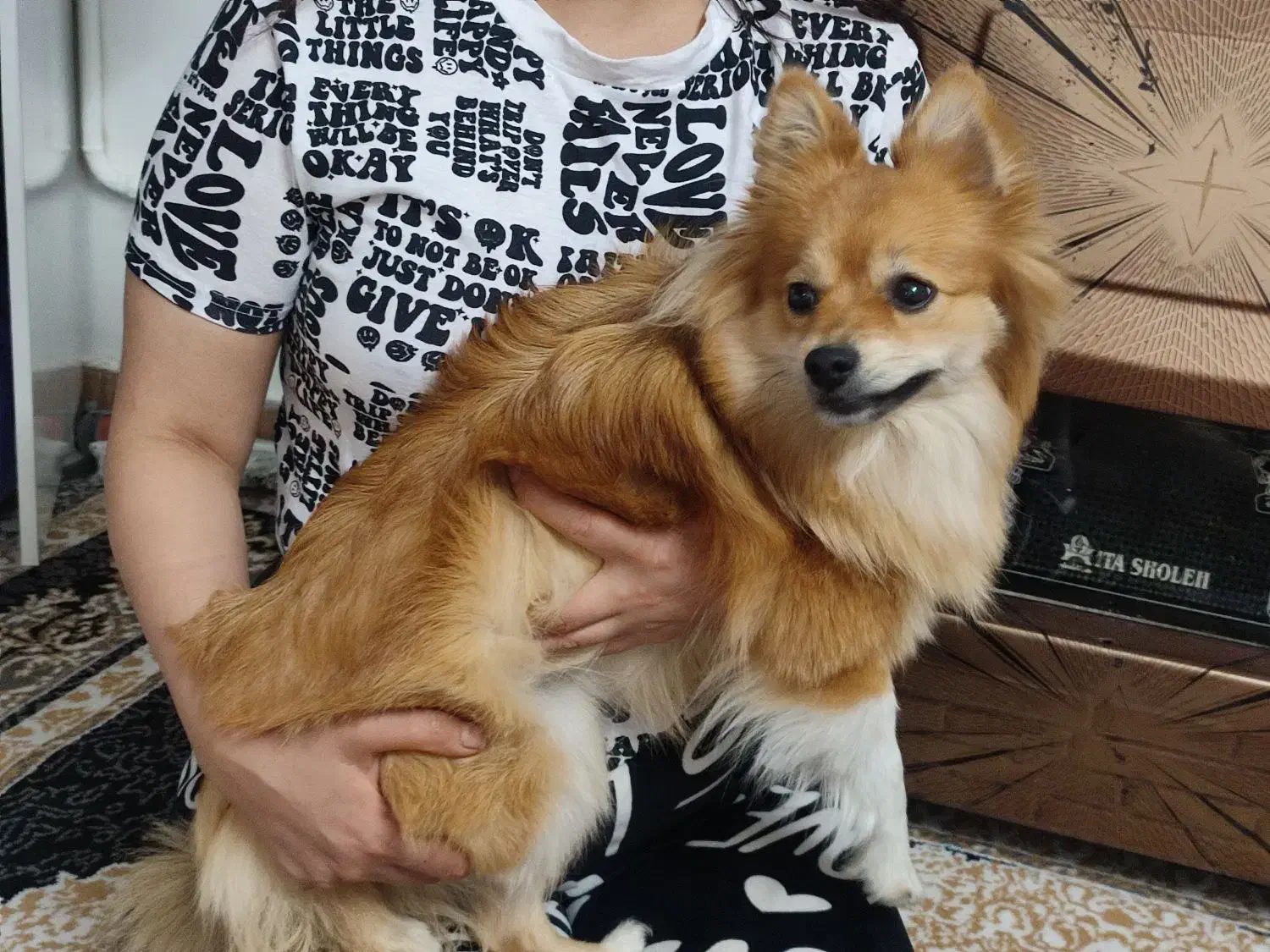 پامر خرسی عروسکی ماده یک ساله اماده جفت گیری|سگ|تهران, هفت چنار|دیوار