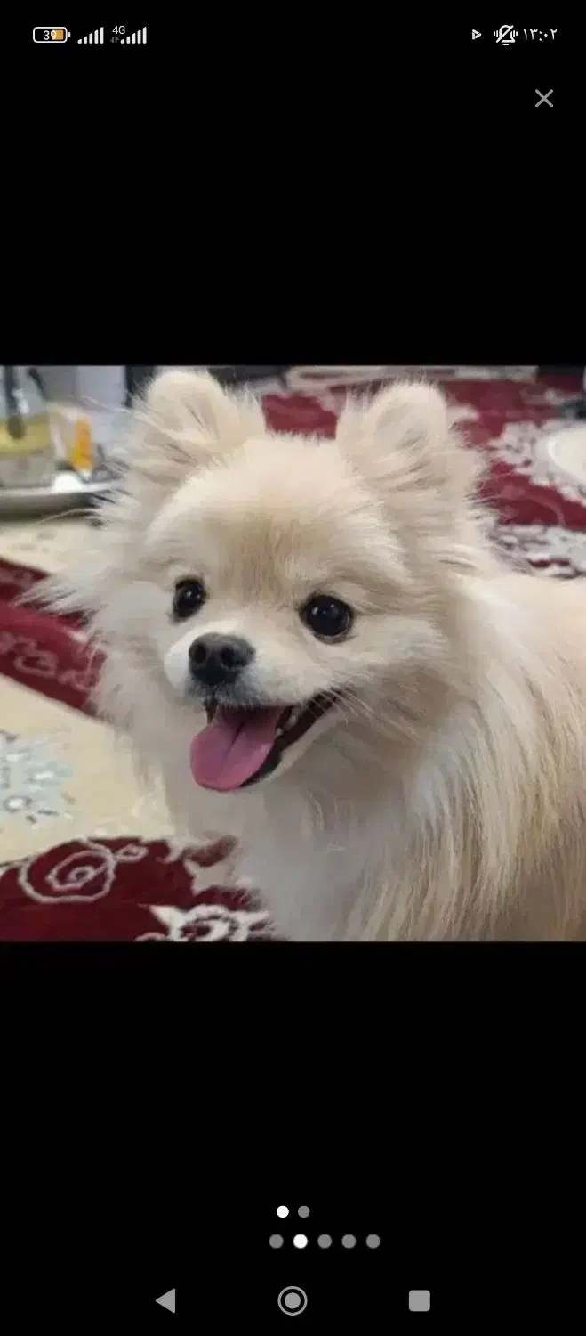 واگذاری قبول میکنم|سگ|کرمانشاه, |دیوار