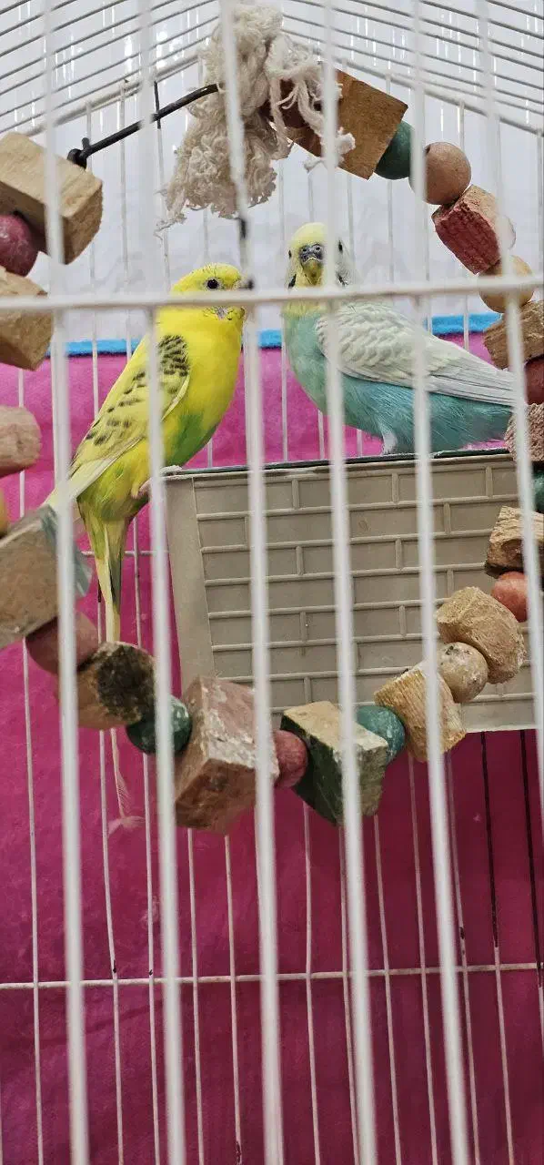 جفت مرغ عشق|پرنده|ایلام, |دیوار