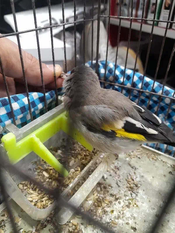 سهره کرمانی|پرنده|مسجد سلیمان, |دیوار