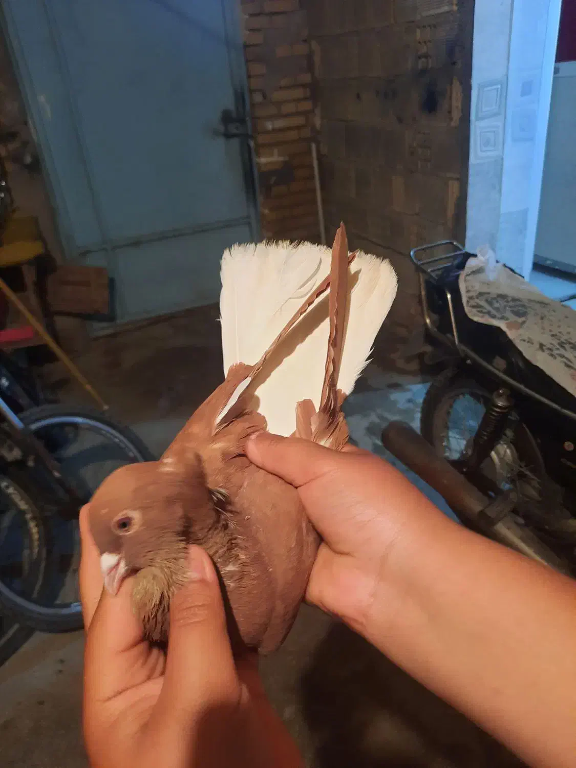 کفتر اشعل|پرنده|خرمشهر, |دیوار