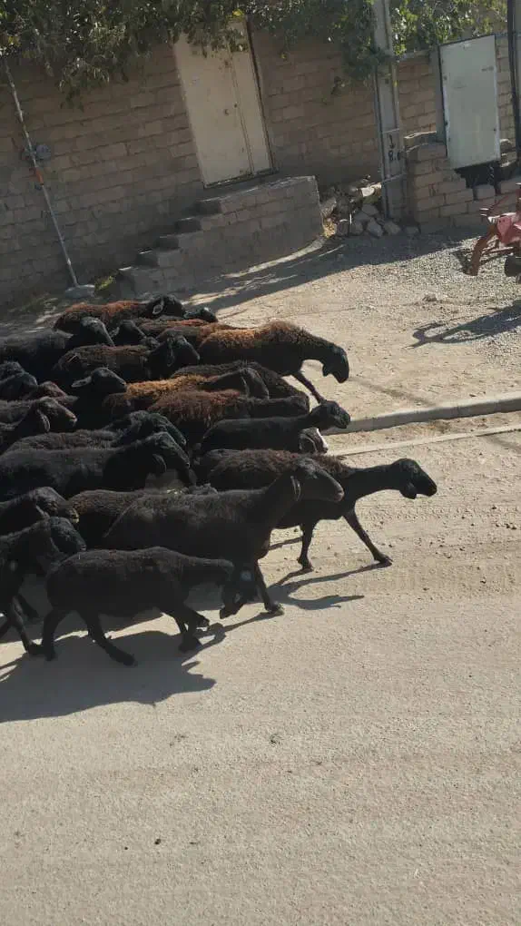 اسب|حیوانات مزرعه|خاتم, |دیوار