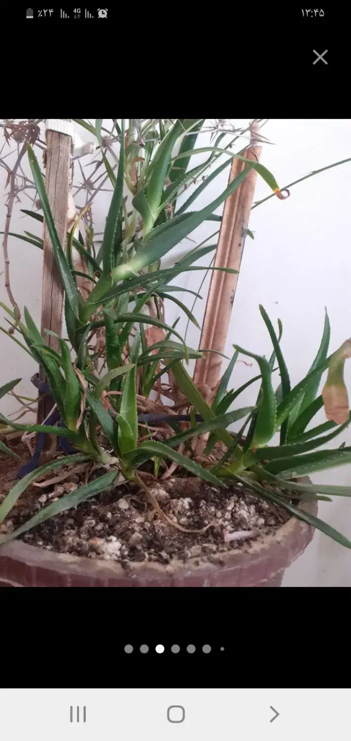 گل های آپارتمانی|گل و گیاه طبیعی|اردبیل, |دیوار