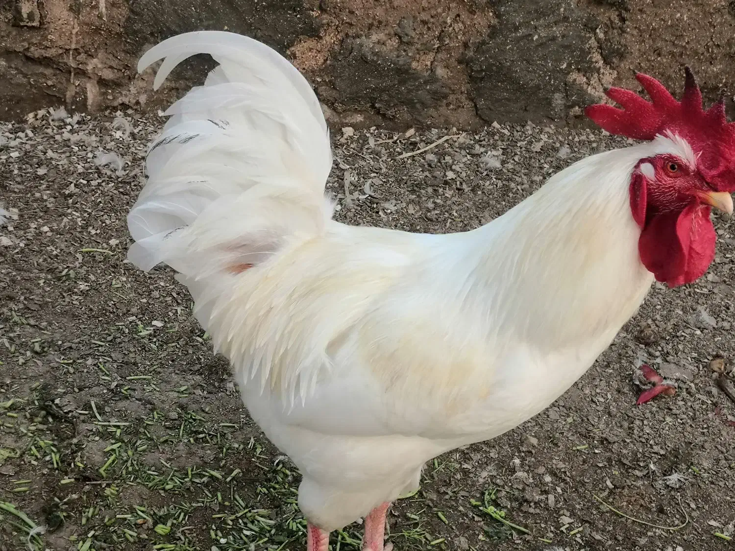 خروس|حیوانات مزرعه|درگهان, |دیوار