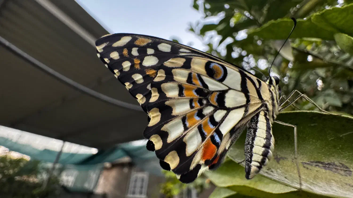 ایفون ۱۵ پرو نچرال za 256|موبایل|مهر, |دیوار