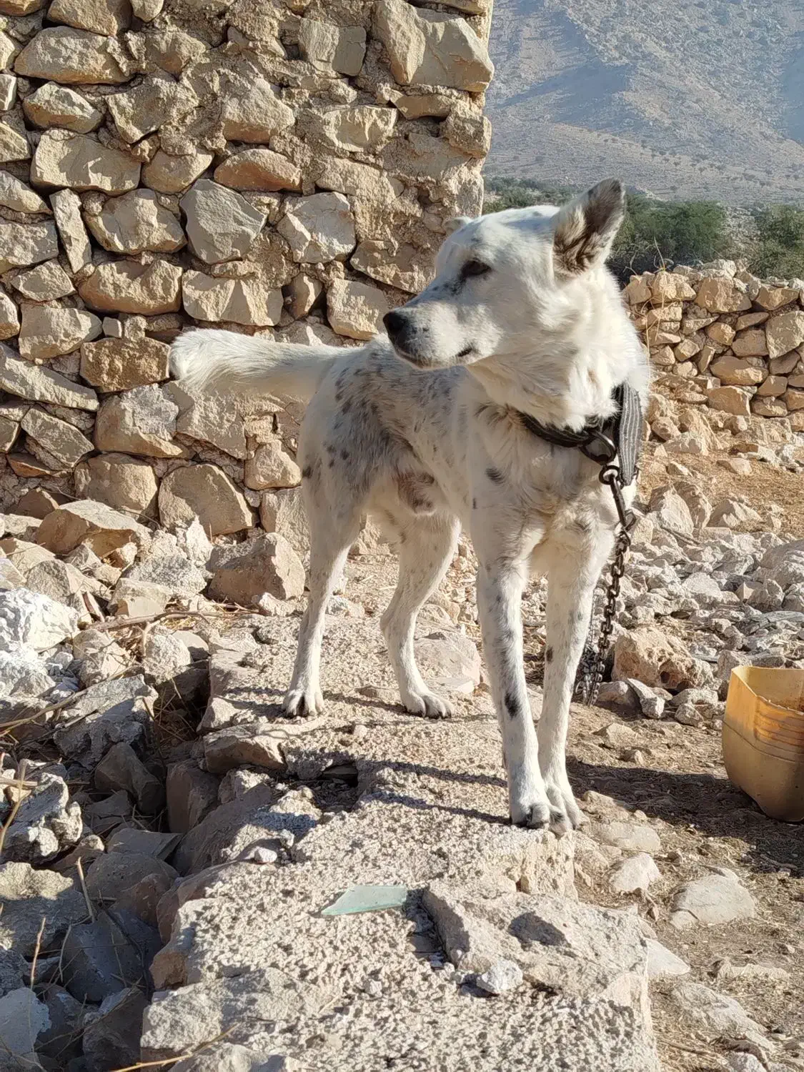 سگ نگهبان عالی برای باغ و حیاط|سگ|جره و بالاده, |دیوار