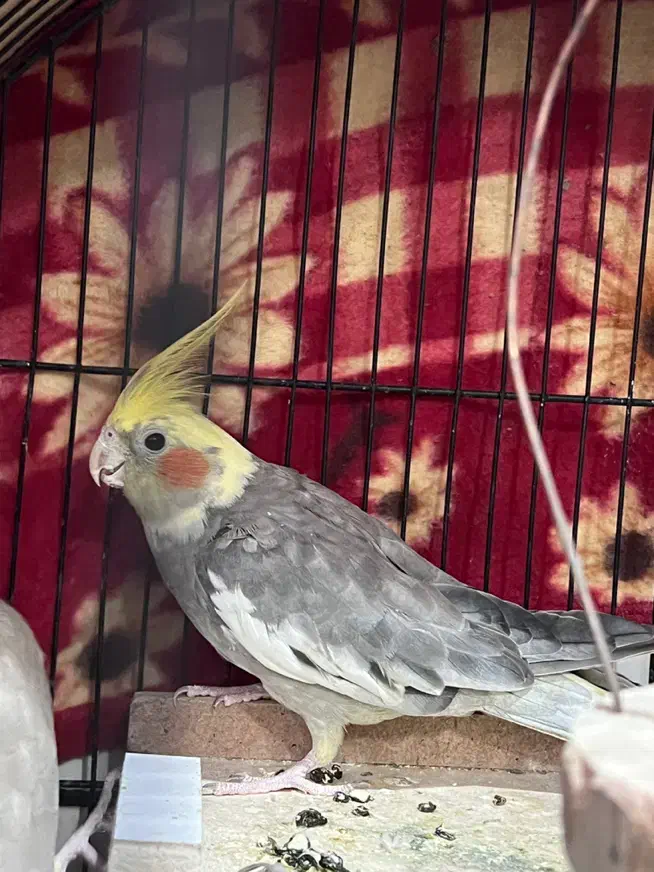 عروس نر و ماده|پرنده|بهبهان, |دیوار