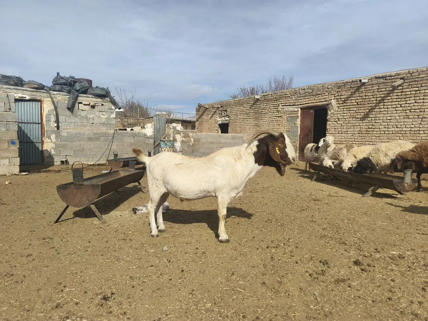 بز و پازن بوئر|حیوانات مزرعه|حسن آباد, |دیوار