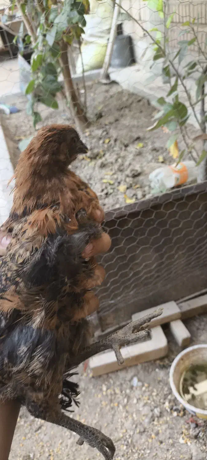 جوجه مرغ محلی|حیوانات مزرعه|اصفهان, کشاورزی|دیوار