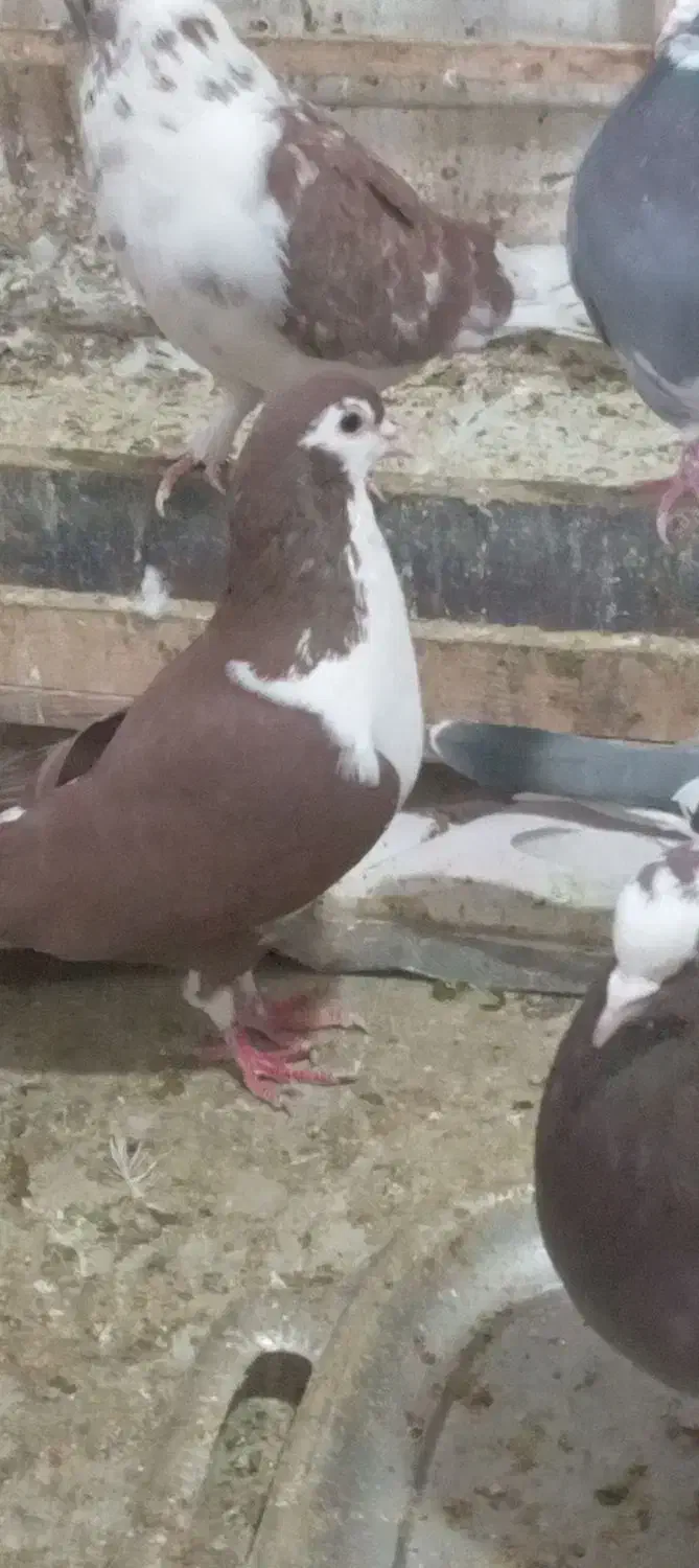 چادری نر مست مست|پرنده|صباشهر, |دیوار