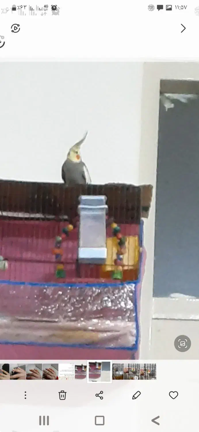 گمشده|حیوانات|قم, نیروگاه|دیوار