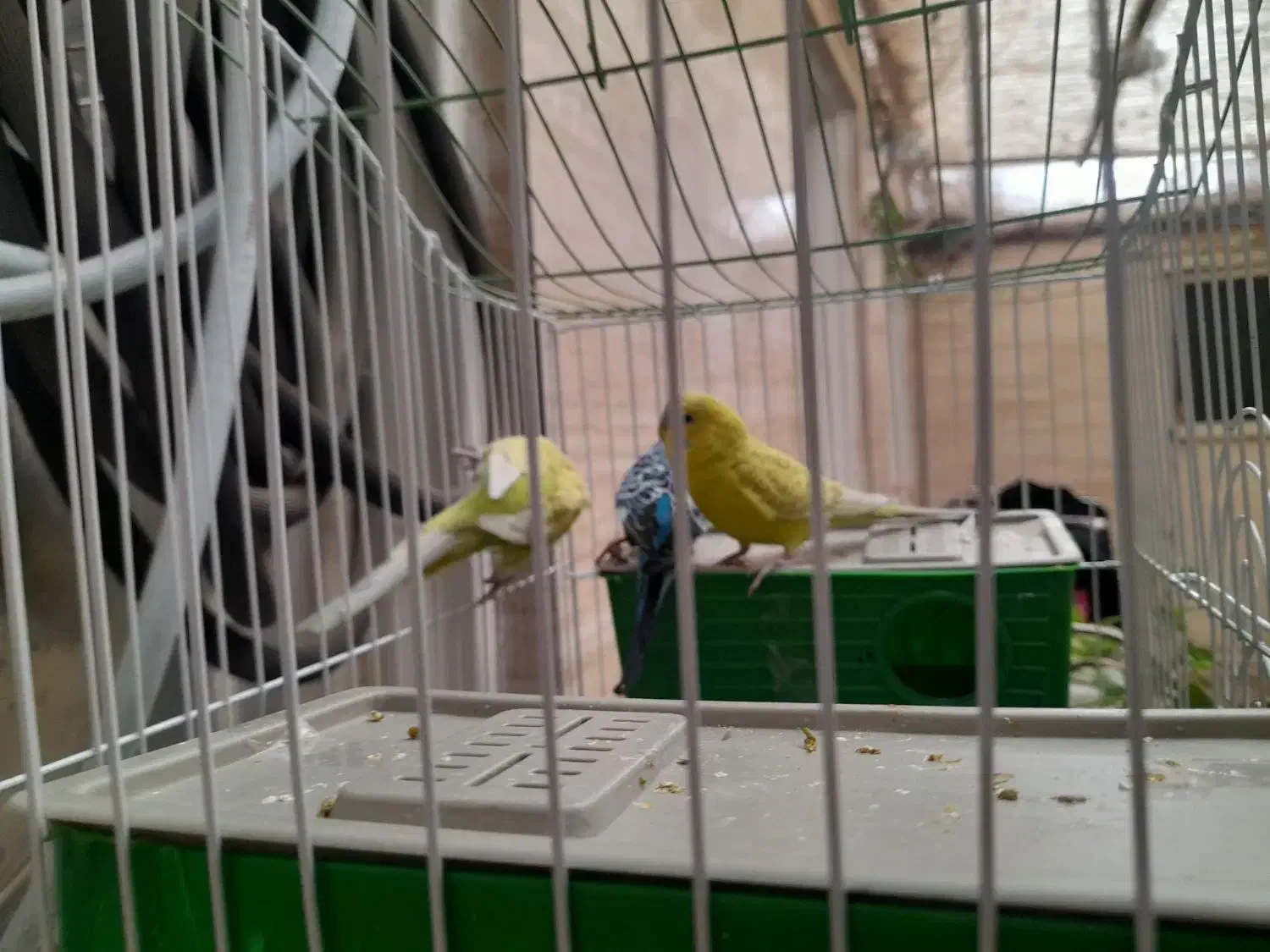 ۲ جفت ۴ تا مرغ عشق همراه با قفس سالم|پرنده|ری, فیروزآبادی|دیوار