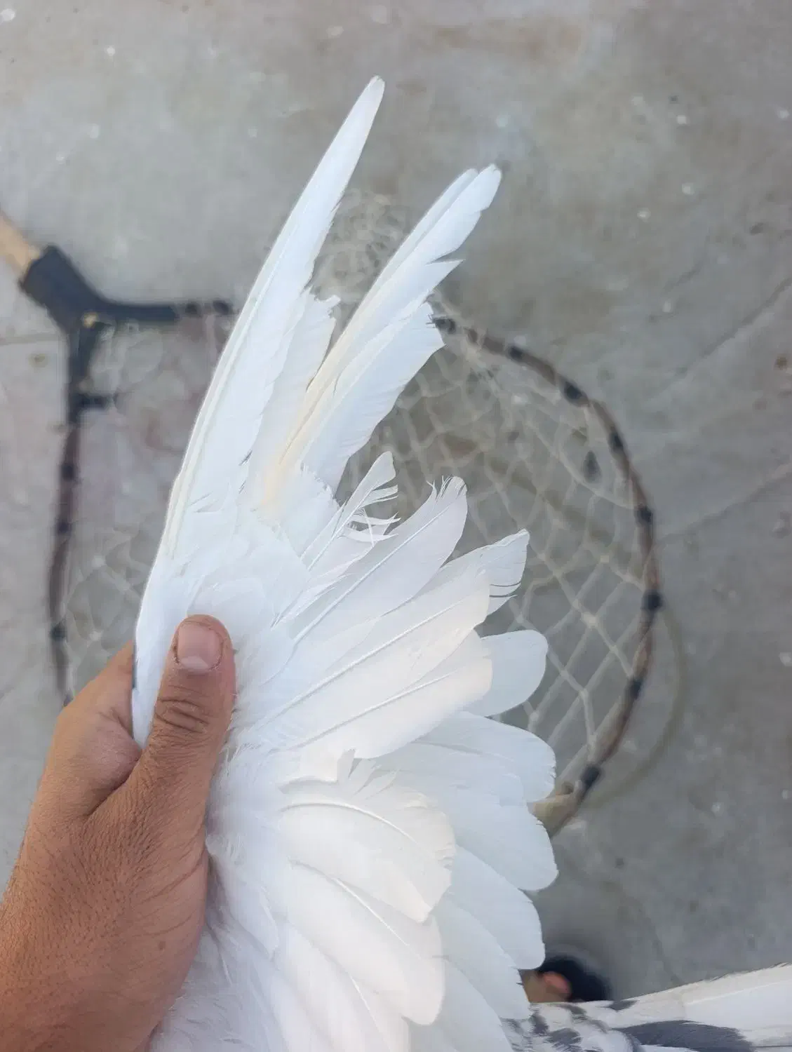 کبوتر|پرنده|یزد, |دیوار