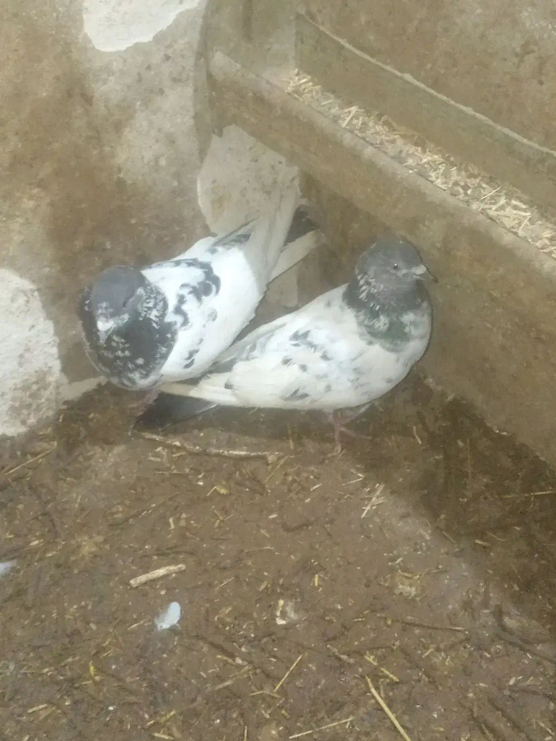 کبوتر|پرنده|مریوان, |دیوار