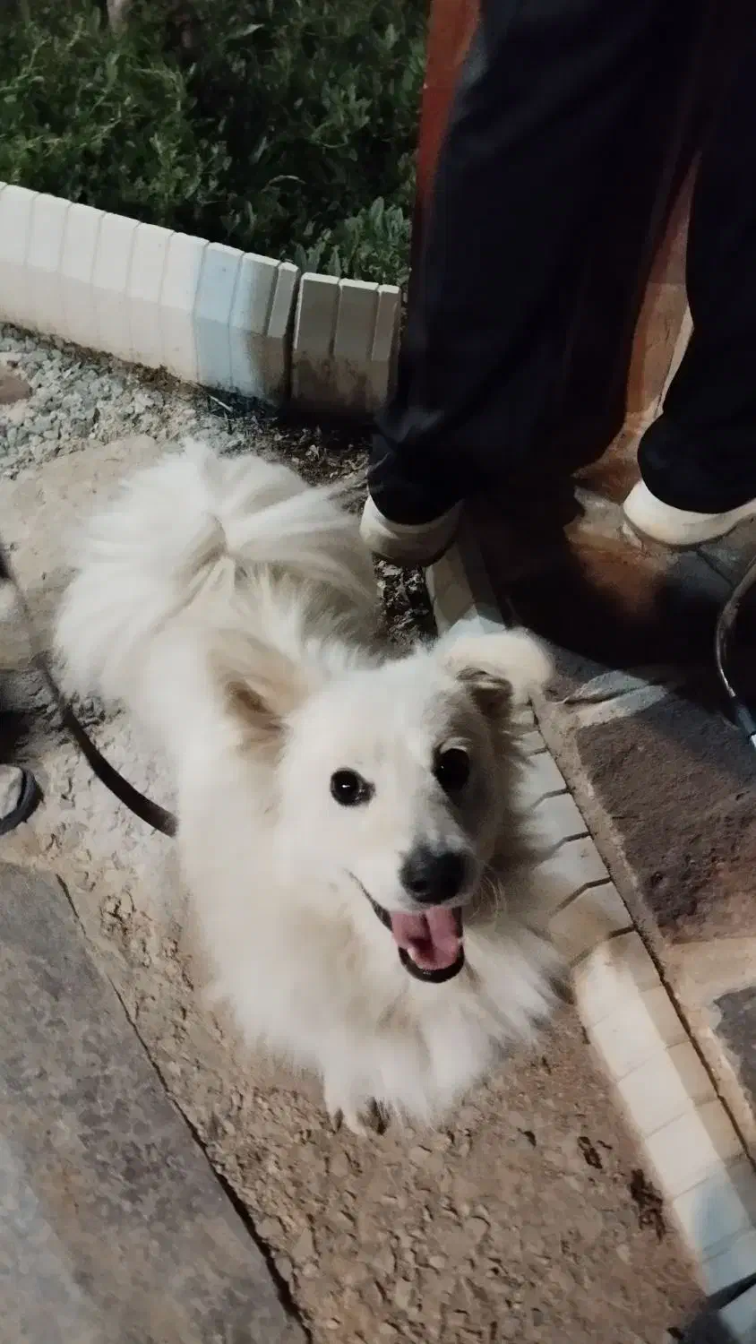 واگذاری سگ|سگ|شیراز, گویم|دیوار