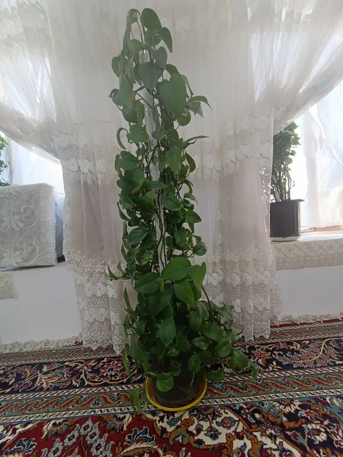 گل پتوس|گل و گیاه طبیعی|مشهد, امیرآباد|دیوار