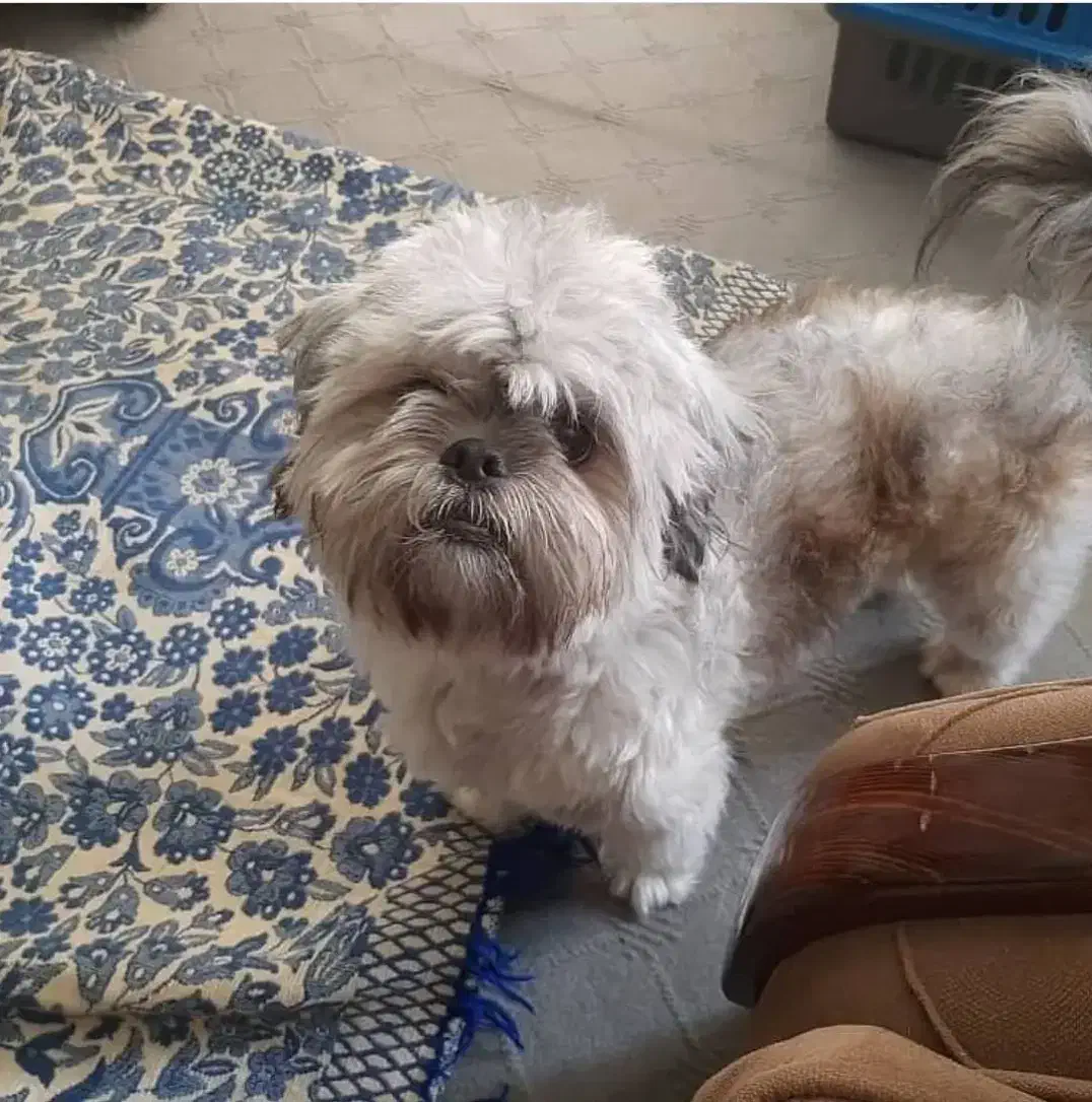 واگذاری مکس  شیتزو نر ۵ ساله|سگ|پرند, فاز ۴|دیوار