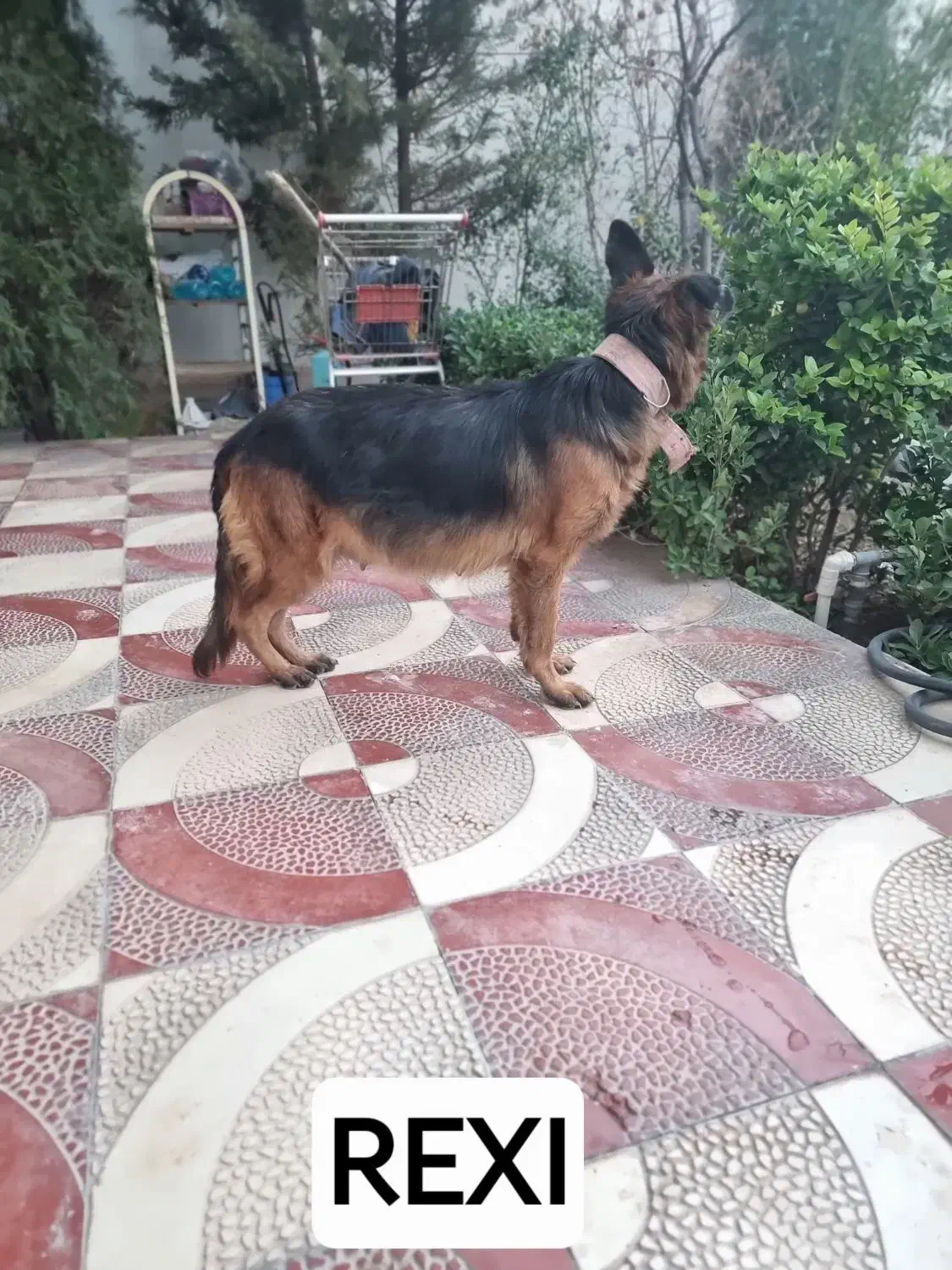 زرمن ماده صد در صد خالص|سگ|ماهدشت, |دیوار