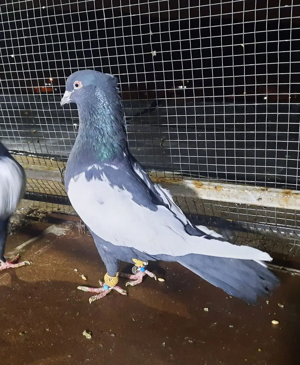 کبوتر بهبهانی سینه سیاه|پرنده|شیراز, جوادیه|دیوار