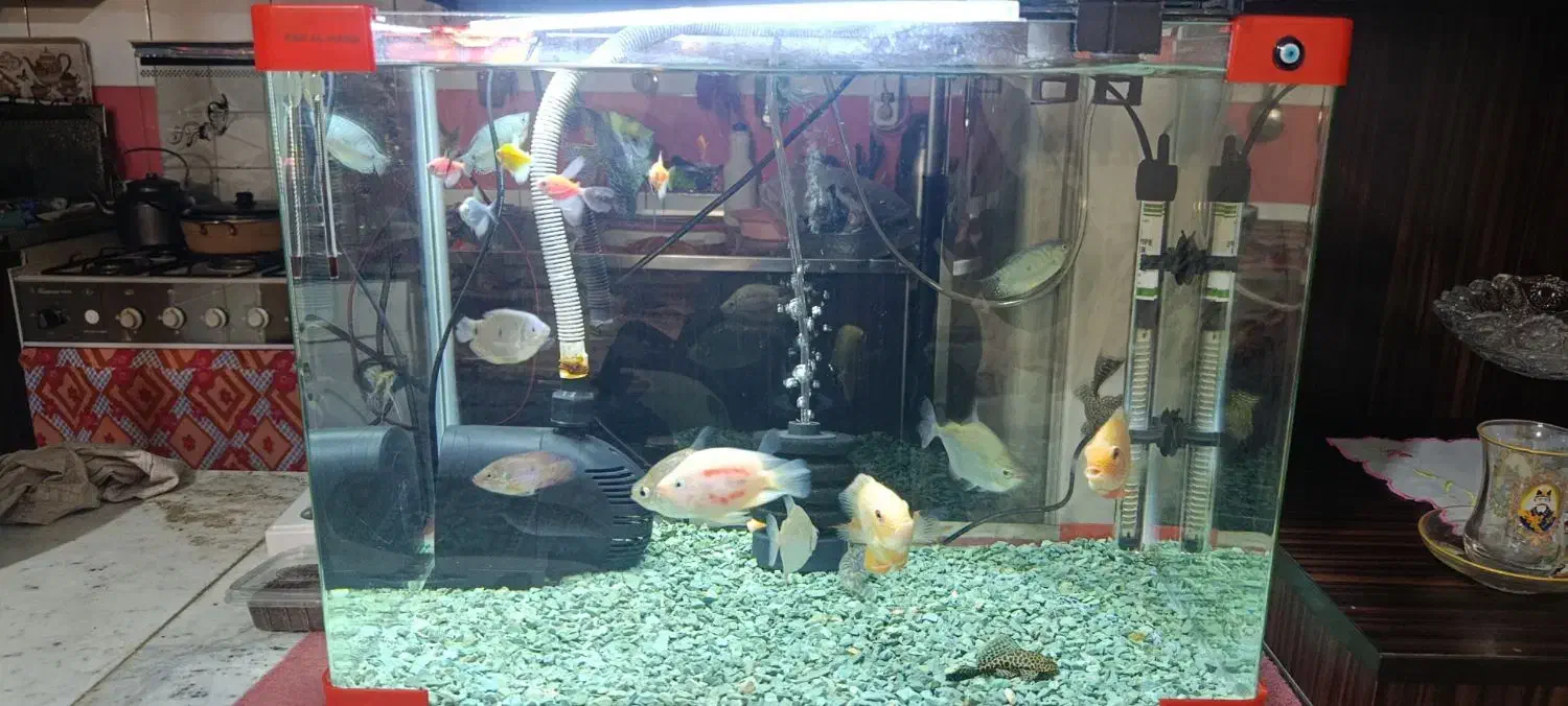 آکواریوم شرکتی|ماهی|تبریز, |دیوار