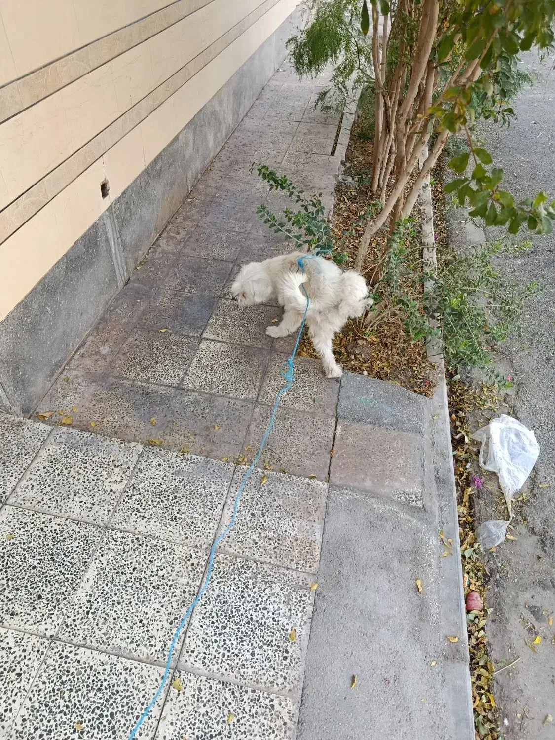 واگذاری شیتزو|سگ|گرمسار, |دیوار