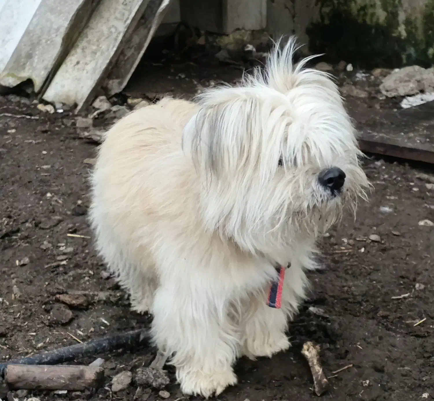 سگ پاکوتاه تریر|سگ|نور, |دیوار