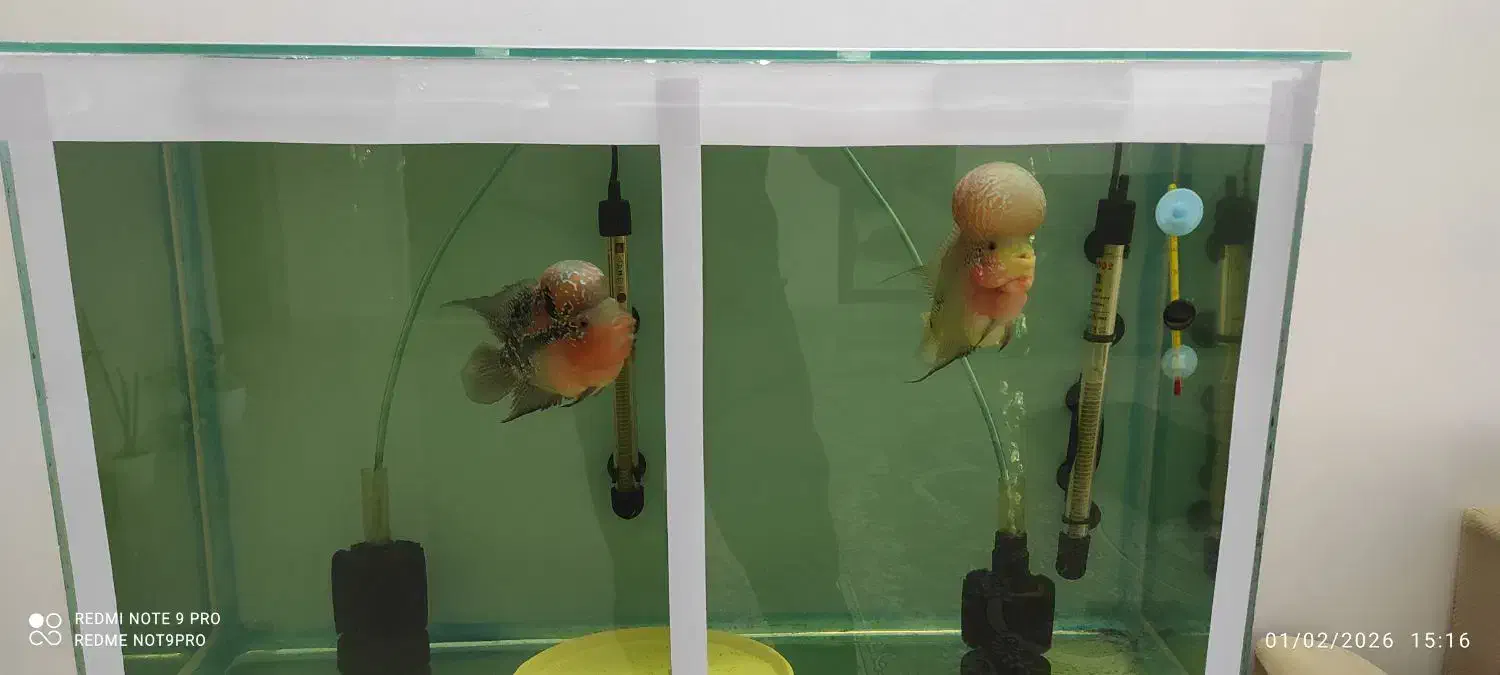 ماهی فلاور|ماهی|بجنورد, |دیوار