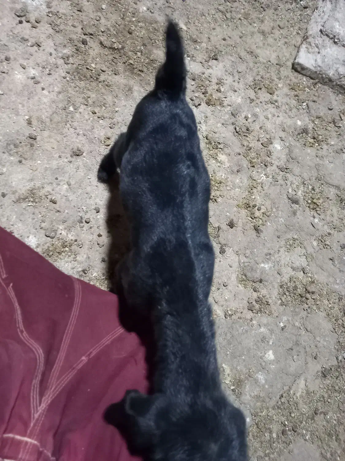 بزغاله شیری|حیوانات مزرعه|آشتیان, |دیوار