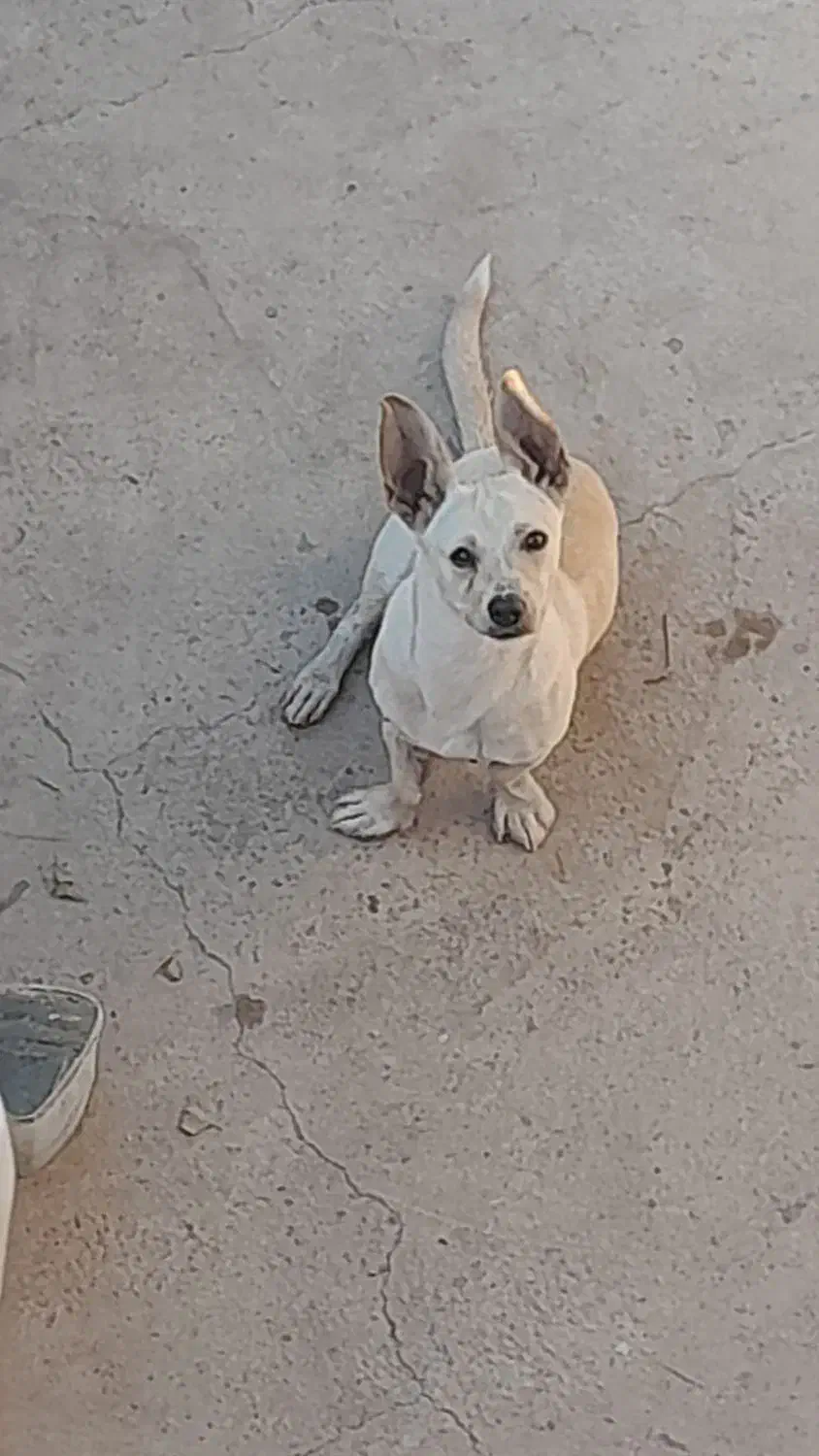 سگ پاکوتاه|سگ|فردوس (کرمان), |دیوار