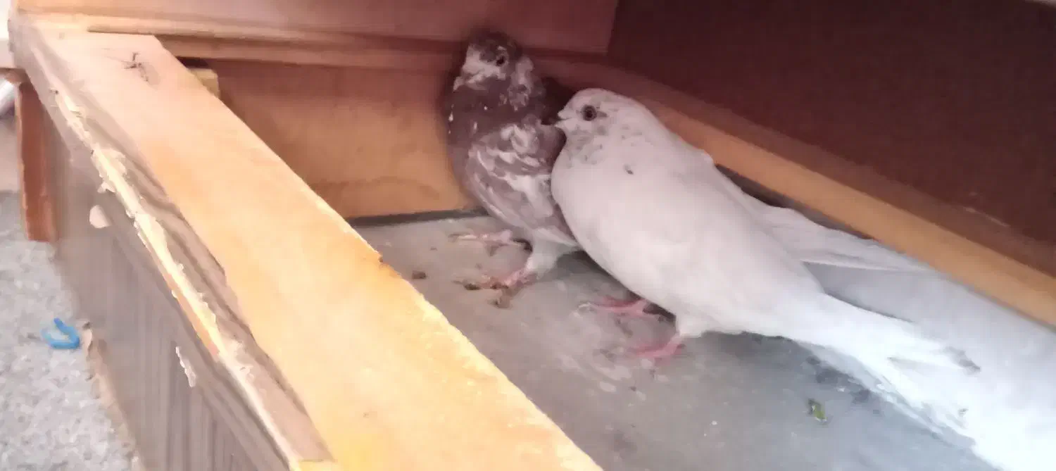 کفتر|پرنده|همدان, |دیوار