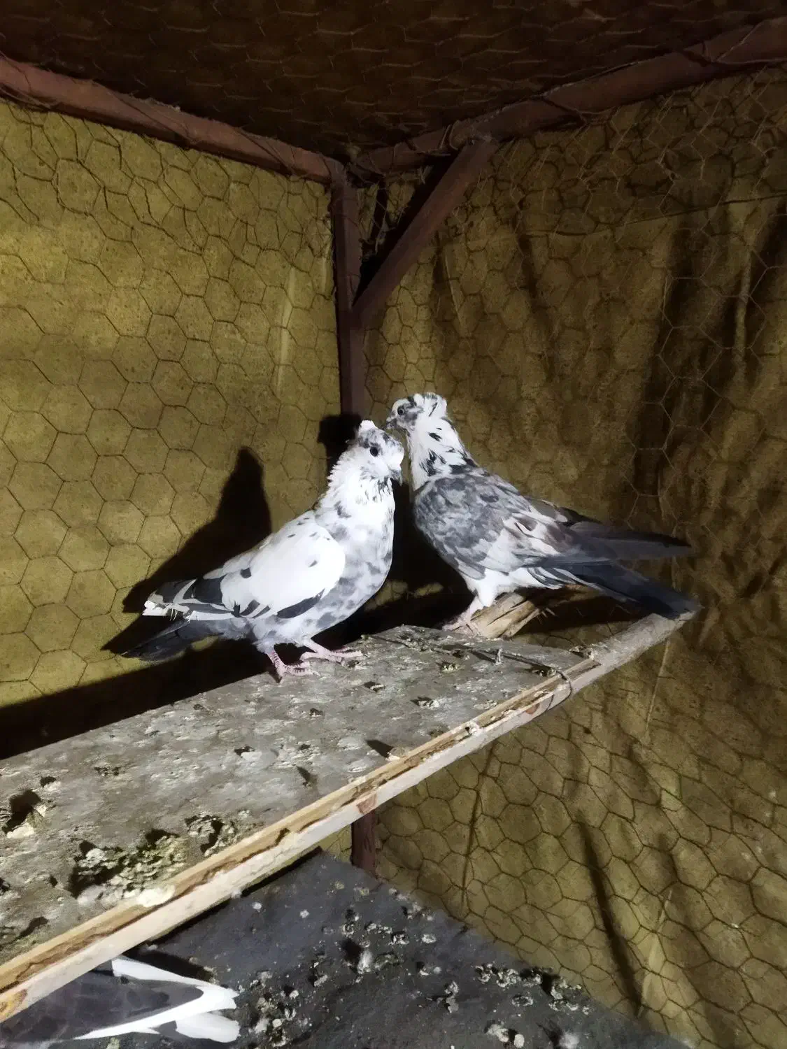 کبوتر رفتنی|حیوانات|نوشین شهر, |دیوار