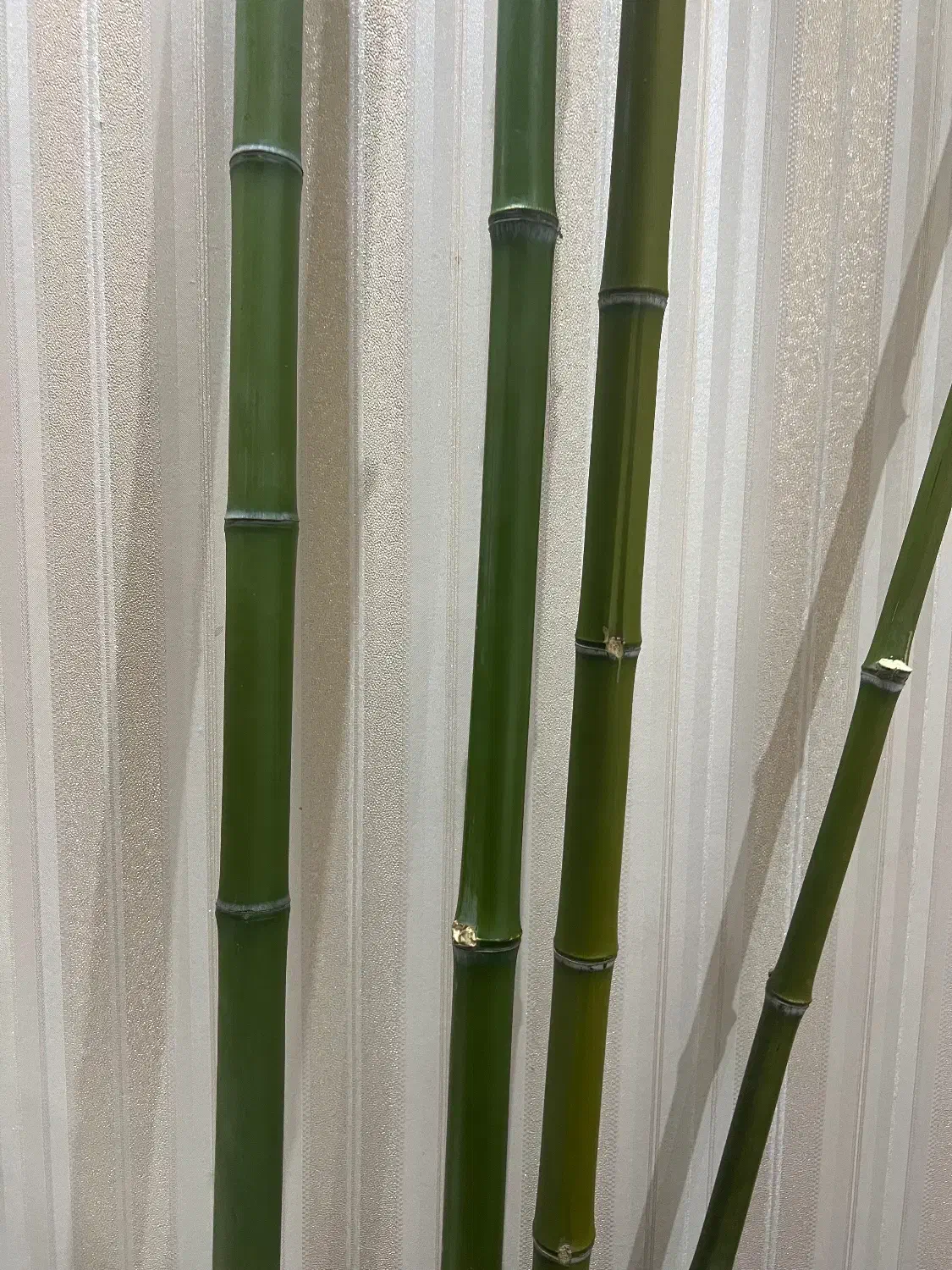 نی بامبو|گل و گیاه طبیعی|تهران, خواجه نظام الملک|دیوار