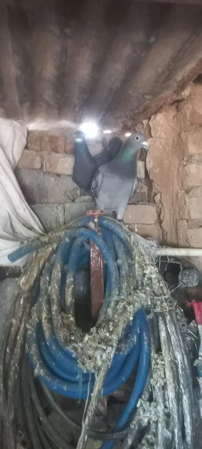 شوش|پرنده|شوش, |دیوار