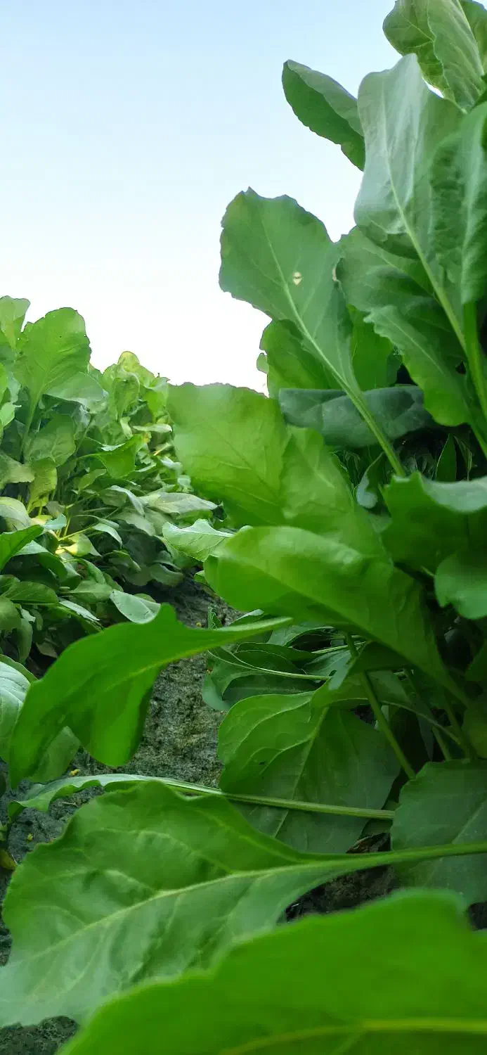 پالِک یا همون اسفناج موجوده|خوردنی و آشامیدنی|پیر سهراب, |دیوار