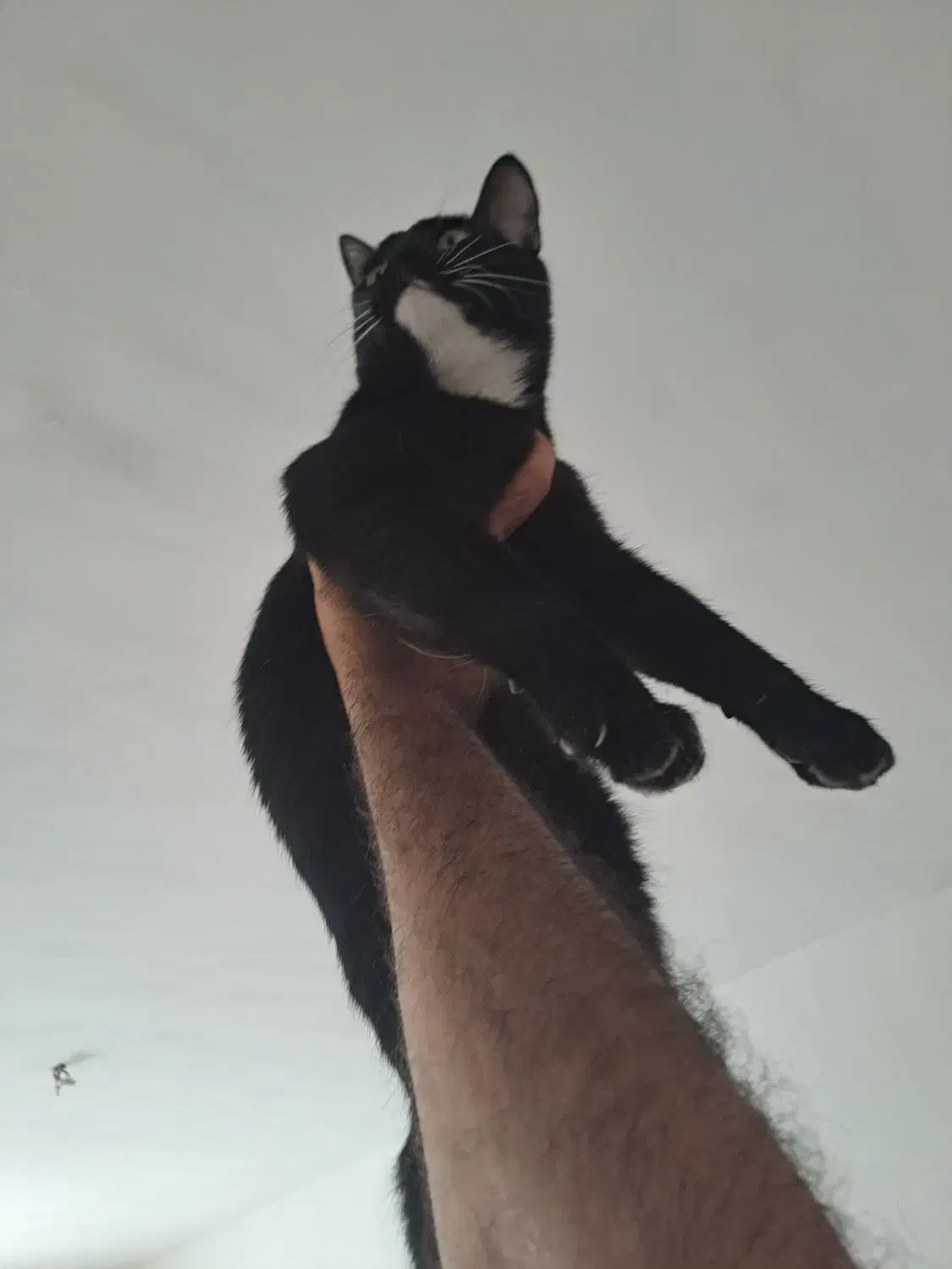 واگذاری گربه|گربه|قزوین, |دیوار