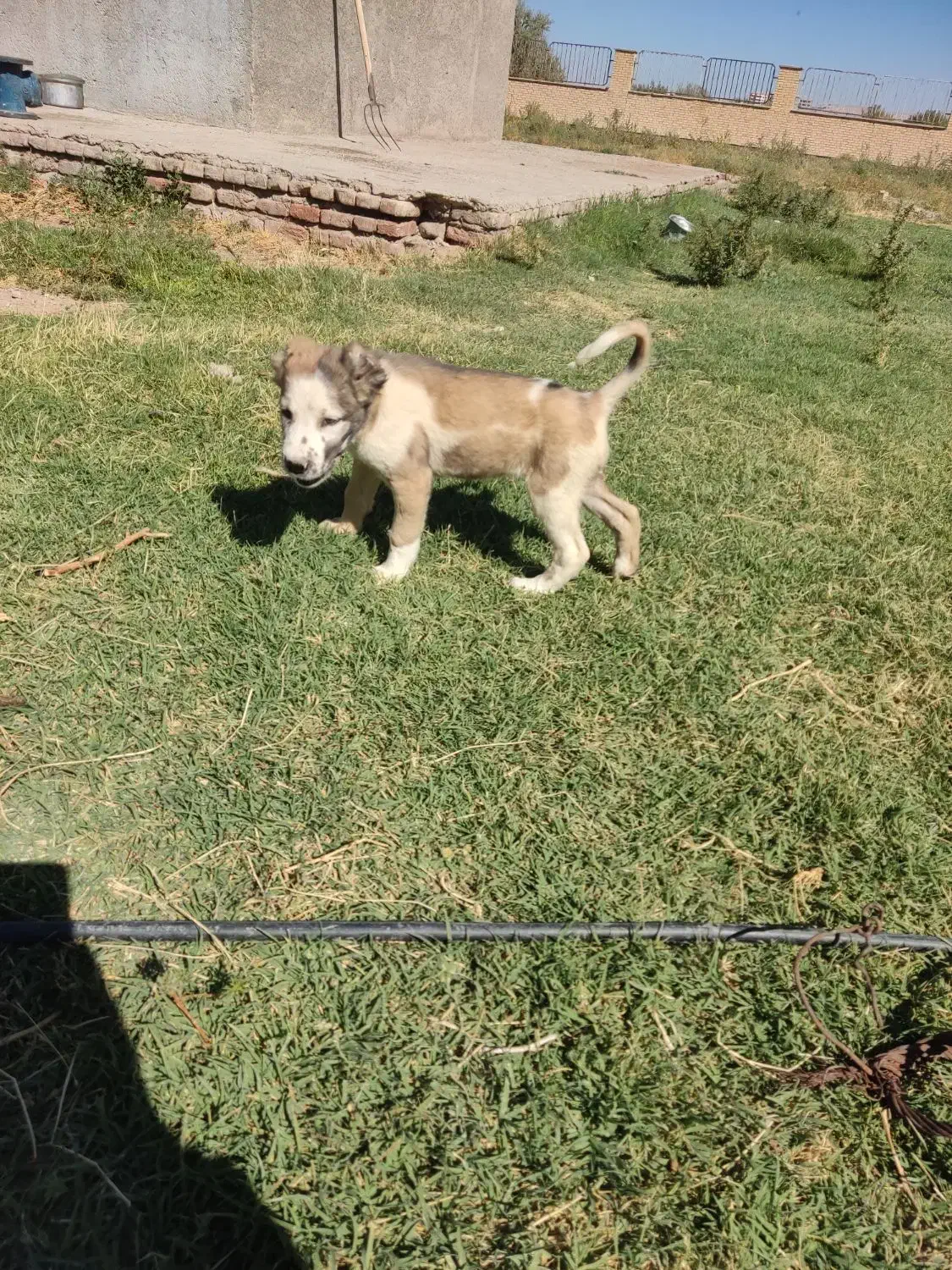 سگ سرابی|سگ|آذرشهر, |دیوار